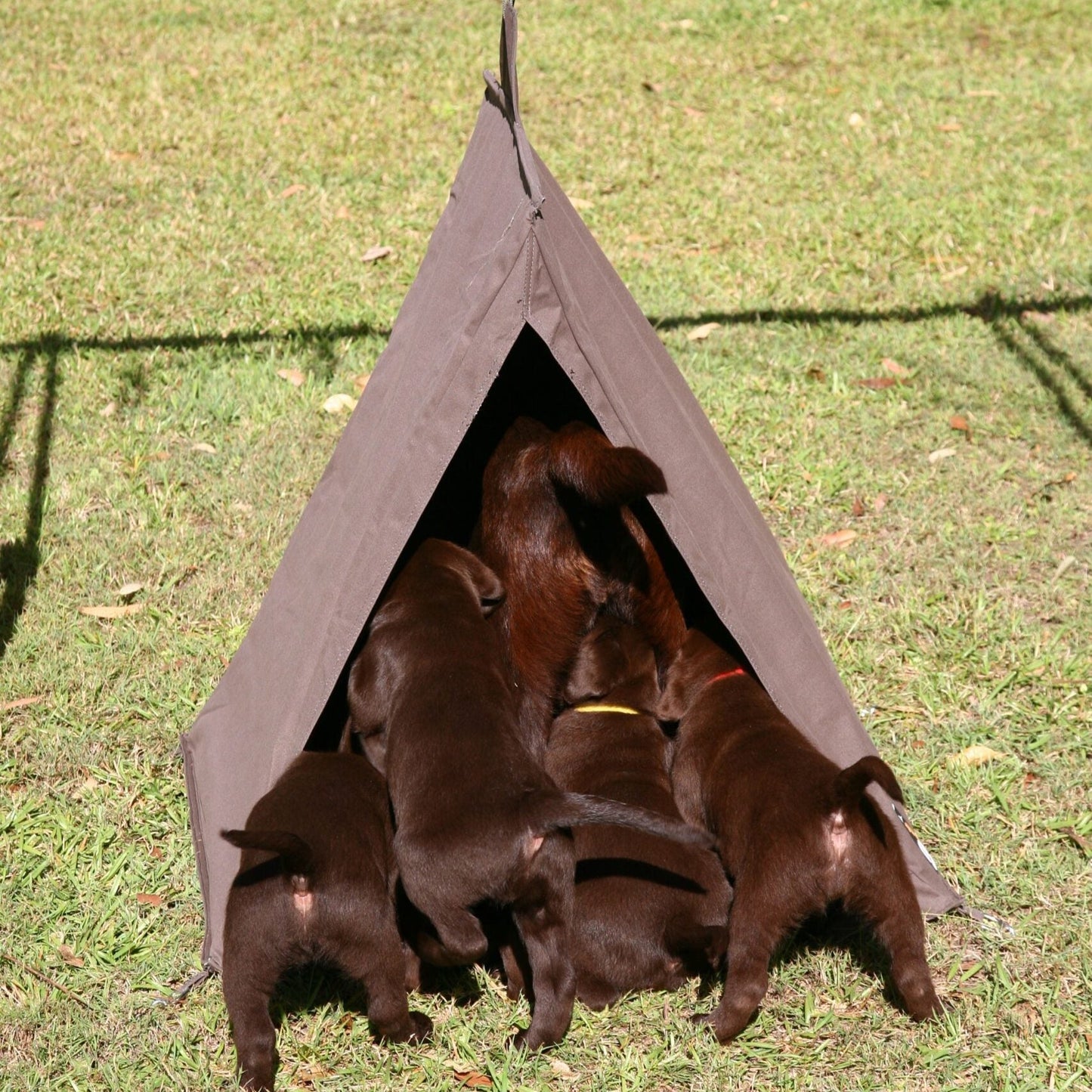 Dog Swag - Mr Swagman