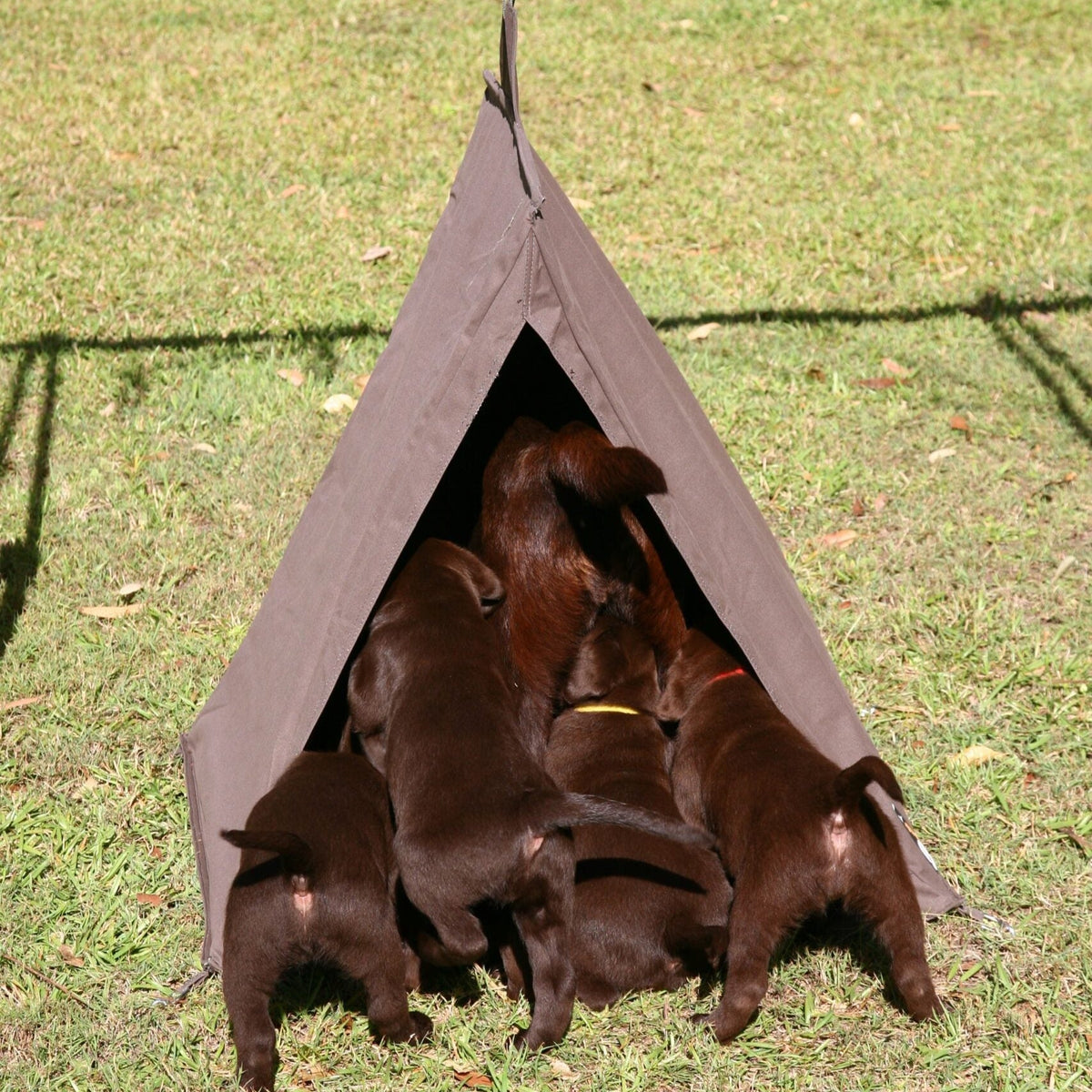 Dog Swag - Mr Swagman