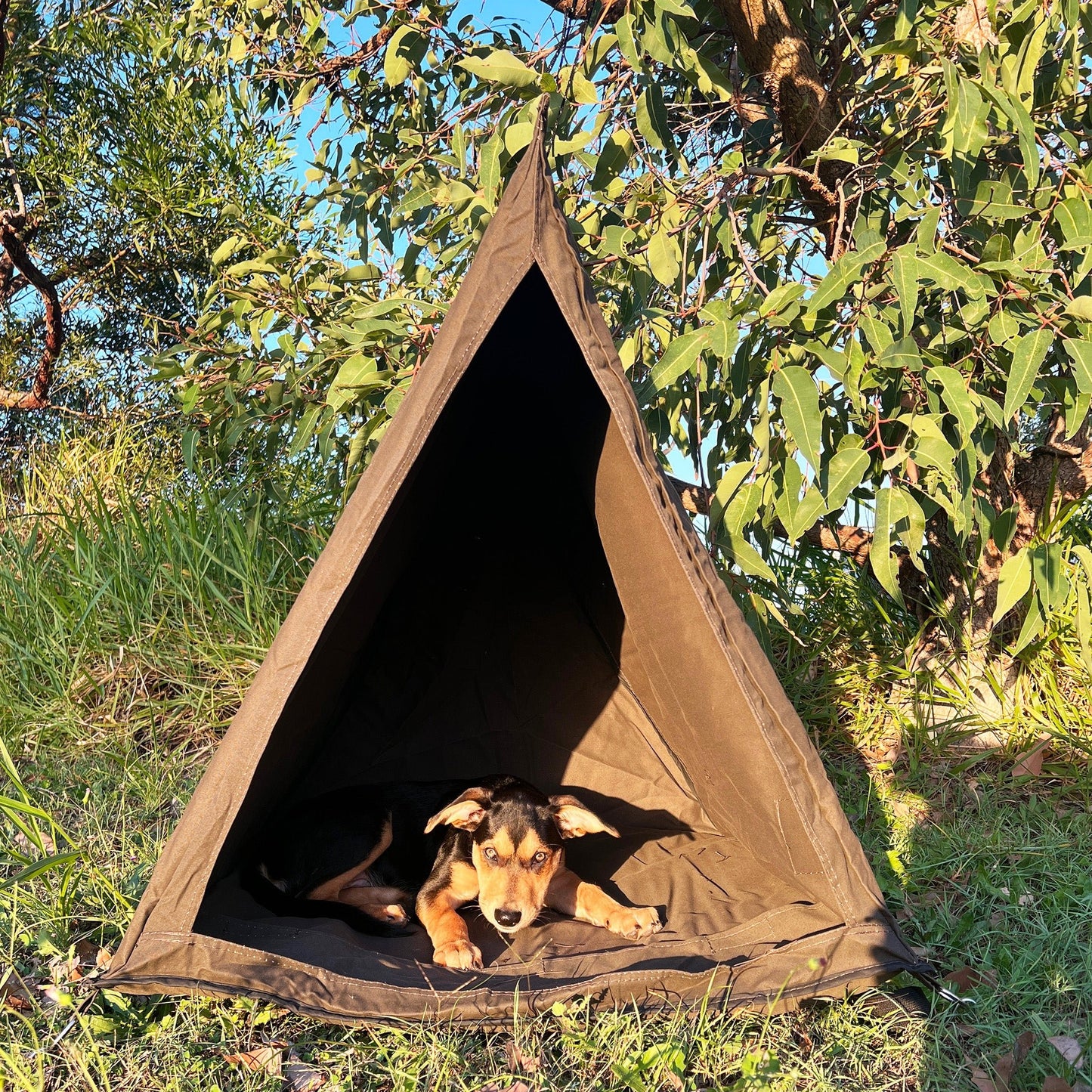 Dog Swag - Mr Swagman