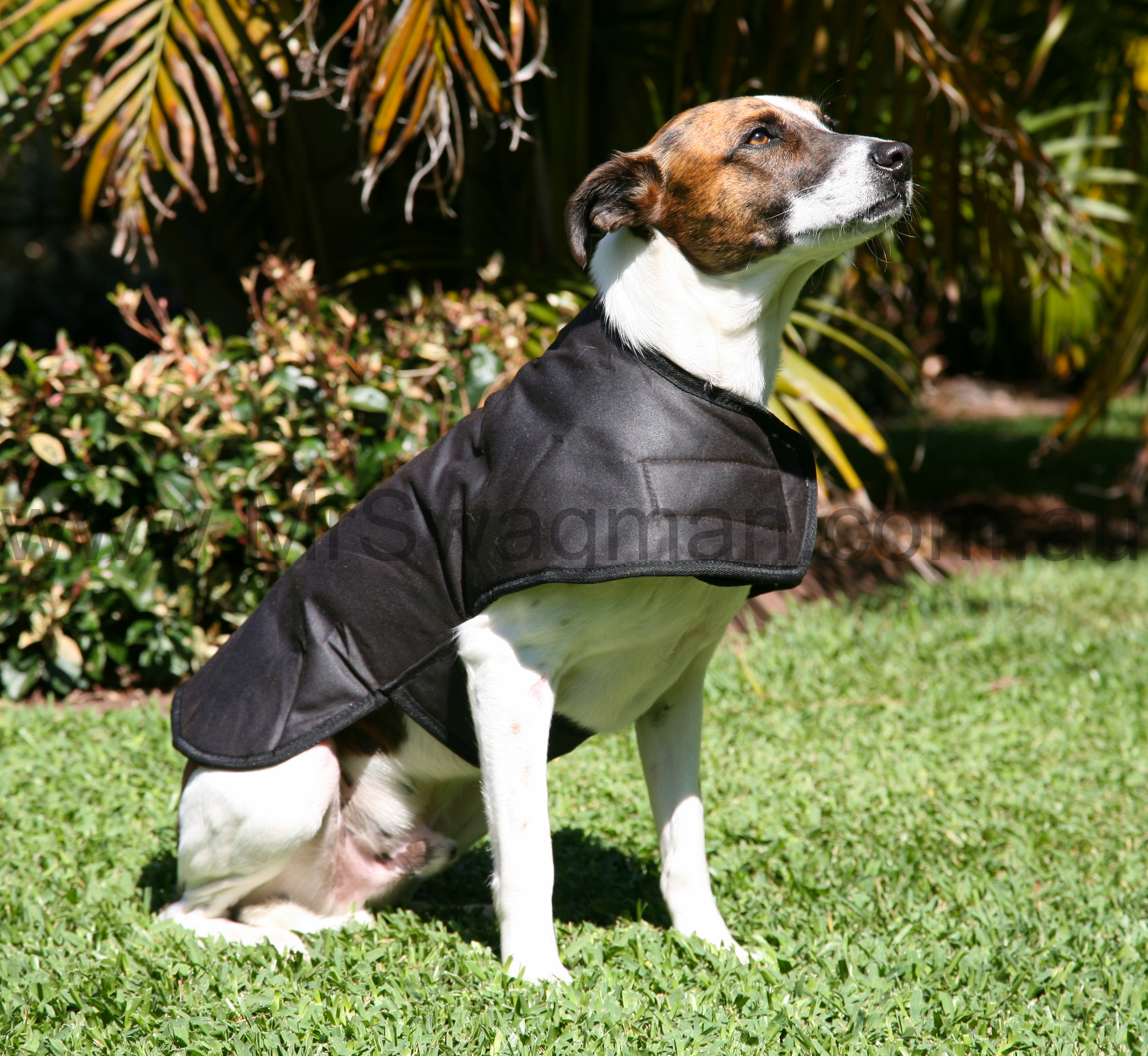 Dog coat outlet australia